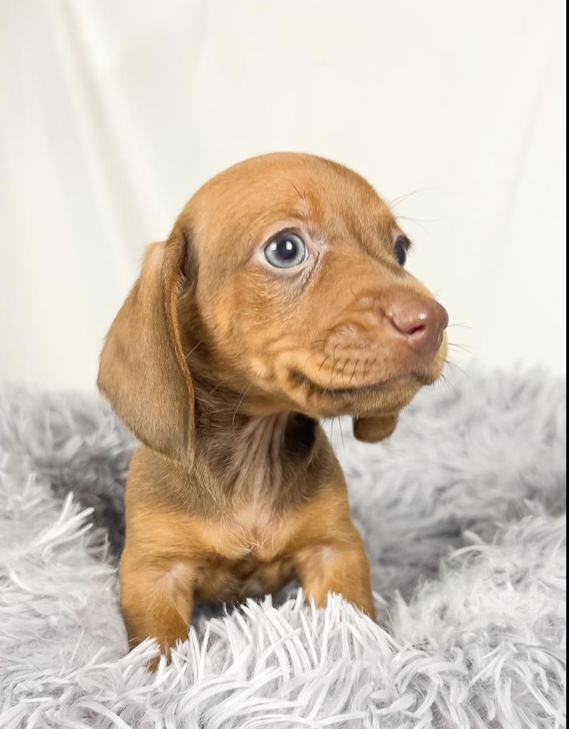 Rupert